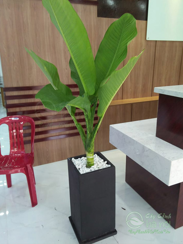 Đại phú gia dùng để trang trí nội thất văn phòng