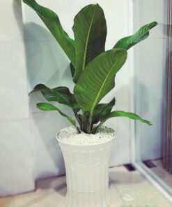 Cây đại phú gia thanh lọc không khí tốt