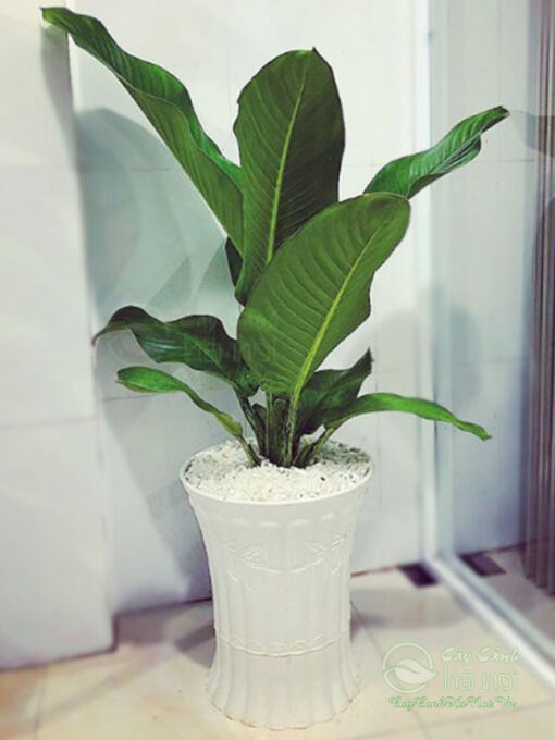 Cây đại phú gia thanh lọc không khí tốt
