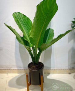 Cây đại phú gia trang trí văn phòng làm việc