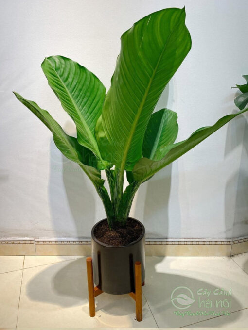 Cây đại phú gia trang trí văn phòng làm việc