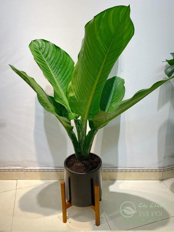 Cây đại phú gia trang trí văn phòng làm việc