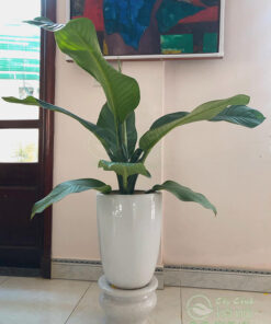 Cây đại phú gia trồng chậu bôm sứ trắng