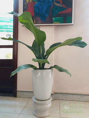 Cây đại phú gia trồng chậu bôm sứ trắng