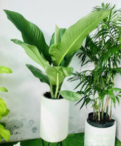 Cây đại phú gia trồng chậu trụ tròn đá mài trắng