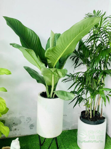 Cây đại phú gia trồng chậu trụ tròn đá mài trắng
