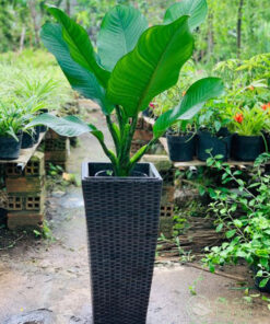 Cây đại phú gia trồng chậu vat vuông sợ mây