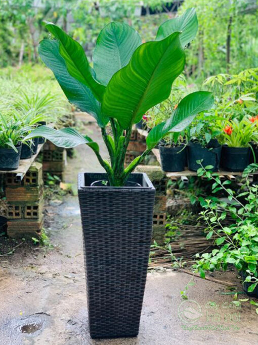 Cây đại phú gia trồng chậu vat vuông sợ mây