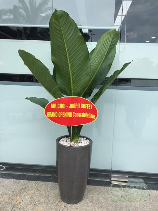 Đại phú gia làm cây chúc mừng