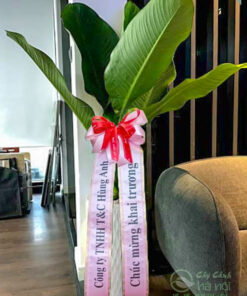 Đại phú gia tặng tân gia phong cách Hàn Quốc