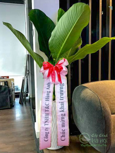 Đại phú gia tặng tân gia phong cách Hàn Quốc
