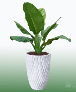 Cây đại phú gia là loài cây cảnh trang trí nội thất đẹp