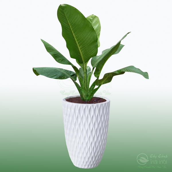 Cây đại phú gia là loài cây cảnh trang trí nội thất đẹp