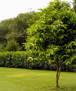 Ngọc lan thể hiện sự hiếu thảo