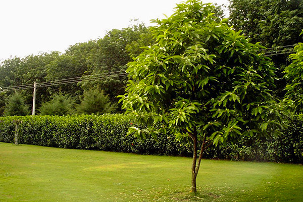 Ngọc lan thể hiện sự hiếu thảo