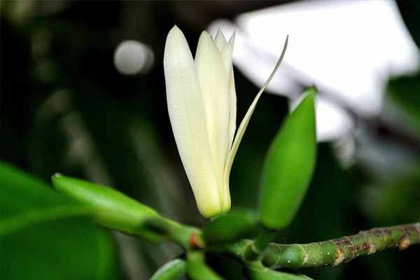 Hoa ngọc lan mang đến nhiều điều may mắn