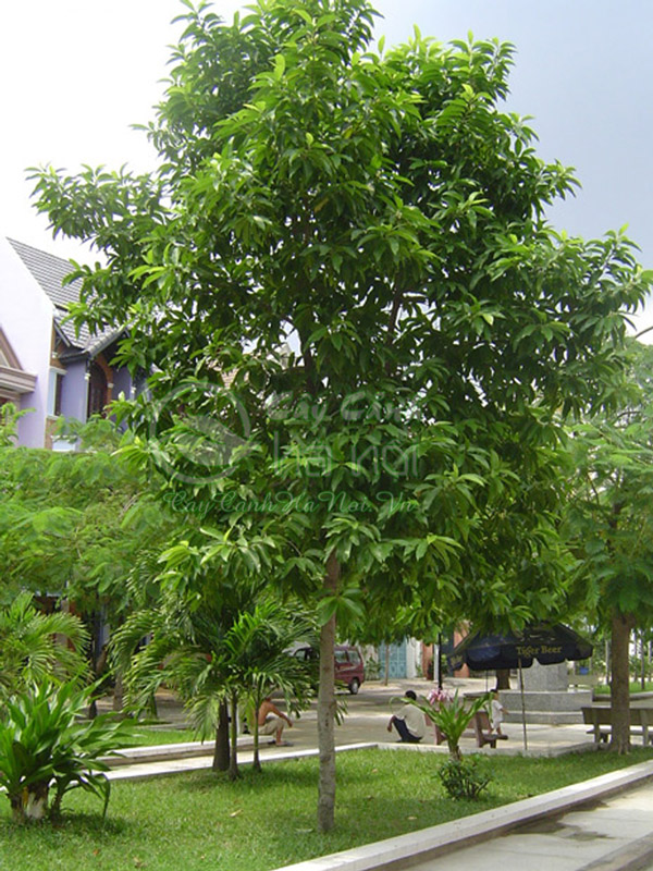 Cây ngọc lan trồng tạo bóng mát công viên