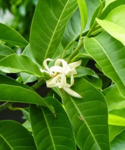 Hoa ngọc lan còn dùng để chiếc xuất nước hoa