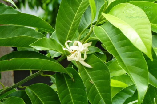 Hoa ngọc lan còn dùng để chiếc xuất nước hoa