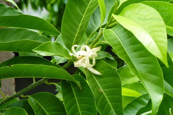 Hoa ngọc lan còn dùng để chiếc xuất nước hoa