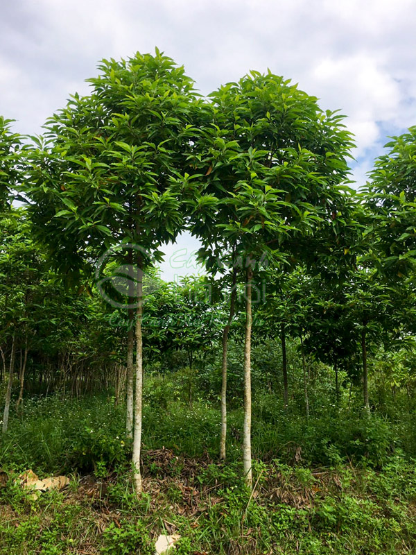 Cách trồng cây ngọc lan cao 2m