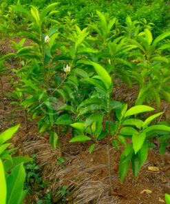 Trồng ngọc lan bằng cách gieo hạt