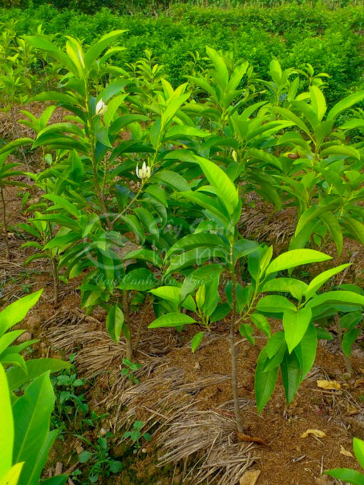Trồng ngọc lan bằng cách gieo hạt