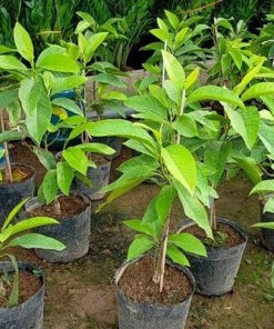 Trồng cây ngọc lan bằng phương pháp giâm cành