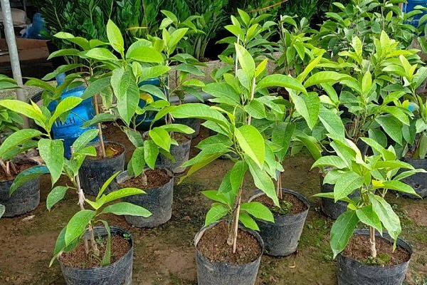 Trồng cây ngọc lan bằng phương pháp giâm cành