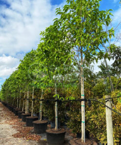 Cách chăm sóc cây hoa ngọc lan phát triển tốt