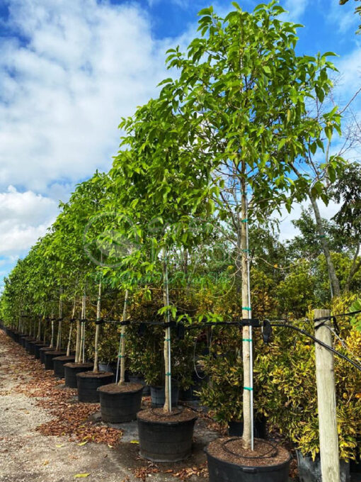 Cách chăm sóc cây hoa ngọc lan phát triển tốt