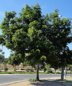Thông tin về cây ngọc lan
