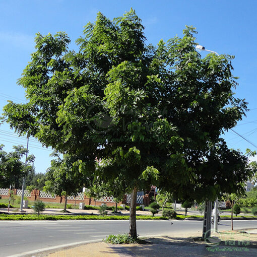 Thông tin về cây ngọc lan