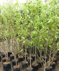 Giá của mỗi cây ngọc lan khác nhau tùy thuộc vào kích thước cây