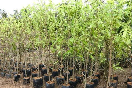 Giá của mỗi cây ngọc lan khác nhau tùy thuộc vào kích thước cây