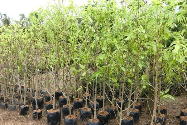 Giá của mỗi cây ngọc lan khác nhau tùy thuộc vào kích thước cây