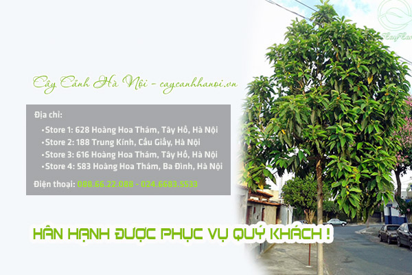 Nơi cung cấp cây ngọc lan tại Hà Nội