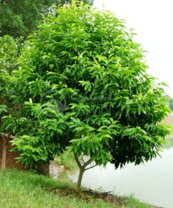 Cây hoa ngọc lan cảnh