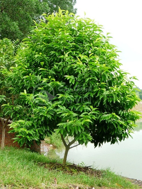 Cây hoa ngọc lan cảnh