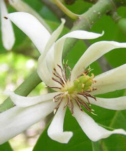 Cây Hoa Ngọc Lan Trắng
