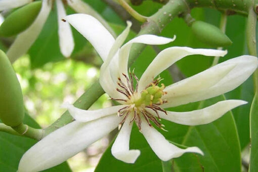 Cây Hoa Ngọc Lan Trắng