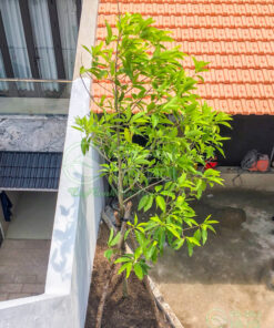 Đặc điểm cây ngọc lan