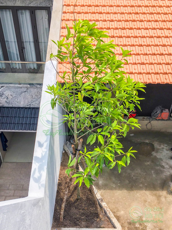 Đặc điểm cây ngọc lan