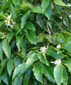 Lá ngọc lan hoa trắng