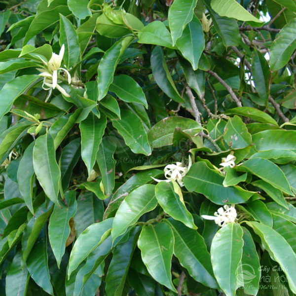 Lá ngọc lan hoa trắng