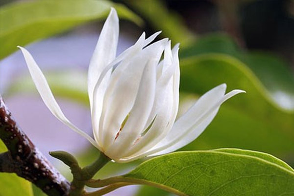 Hoa ngọc lan có mùi thơm dễ chịu