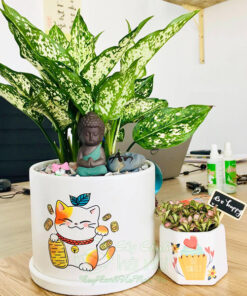 Cây ngọc ngân trang trí bàn làm việc đẹp