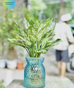 Ngọc ngân trồng trong nước