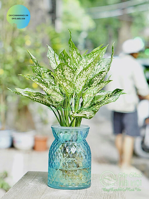 Ngọc ngân trồng trong nước
