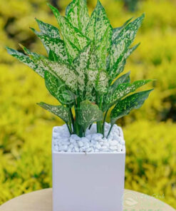 Bộ lá ngọc ngân rất bắt mắt